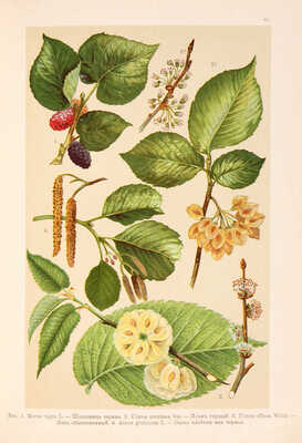 Монтеверде Н.А. Ботанический атлас. Описание и изображение растений русской флоры. СПб., 1906.